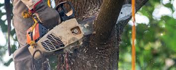 Best Tree Maintenance Programs  in Temple, TX