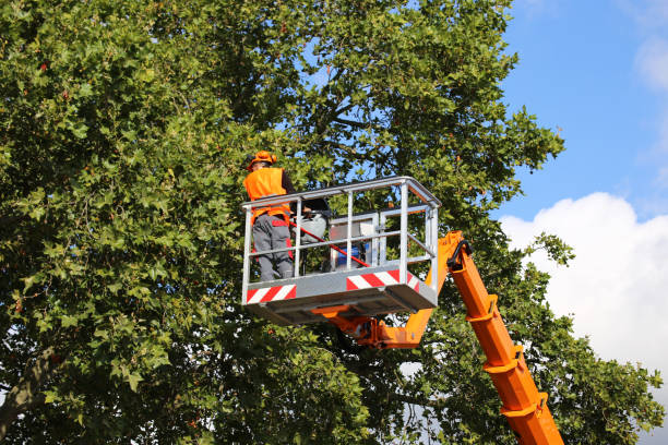 Best Storm Damage Tree Cleanup  in Temple, TX