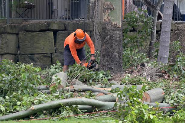 Trusted Temple, TX Tree Removal Experts