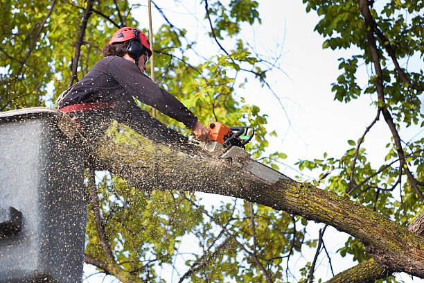 How Our Tree Care Process Works  in  Temple, TX